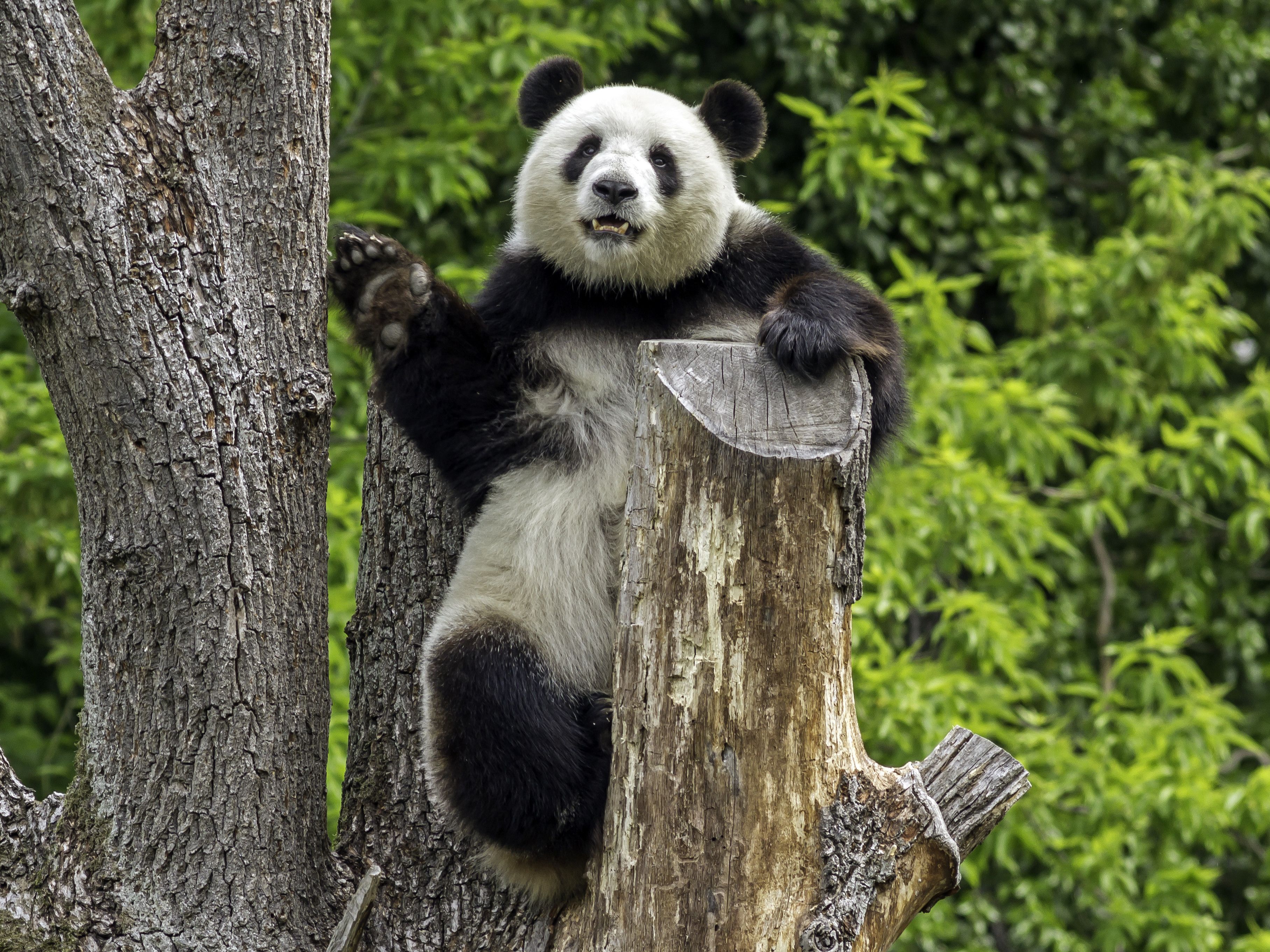 Großer Panda im Berliner Zoo steht für Pandadiplomatie und Biodiversität 